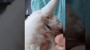 Гигиеническа стрижка щенка Бишон Фризе