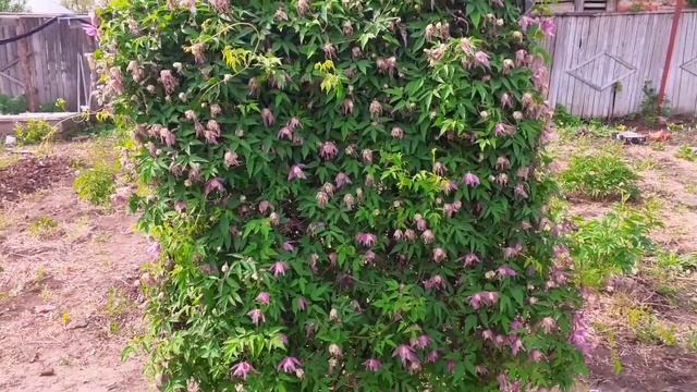 Секрет обильного цветения княжика смотреть онлайн