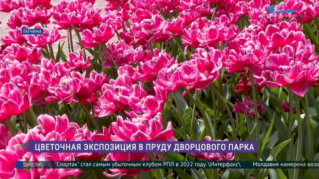 Яркая клумба в пруду. Новая цветочная композиция в Гатчине смотреть онлайн