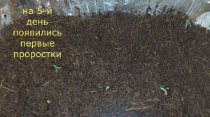 СЕМЕНА ПРОРАСТАЮТ БЫСТРЕЕ. Сею томаты новым супер-способом.Лайфхак.