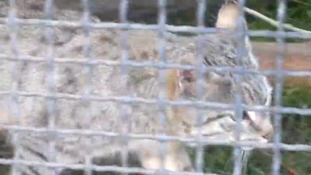 Степной кот смотреть онлайн