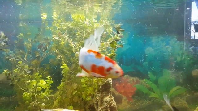Растет и на суше и под водой - Удивительное растение. Вербейник монетчатый / Amazing plant