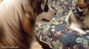 Развлекаю двух ревнивых девчонок. Шуля & Джоли