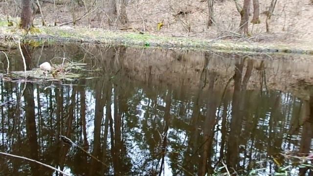 Открытие сезона 2022г на Поплавочную снасть. #плотва#весна#рыбалка# смотреть онлайн