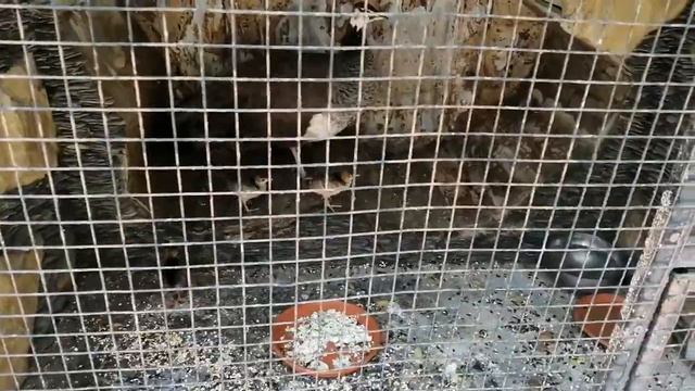 Место лучше чем дентрарий, советую посетить смотреть онлайн