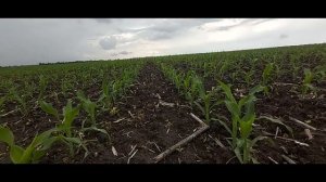 Гербицид Легенда на кукурузе!