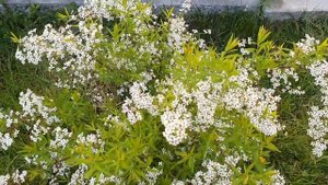 Спирея Тунберга цветет. Spiraea thunbergii