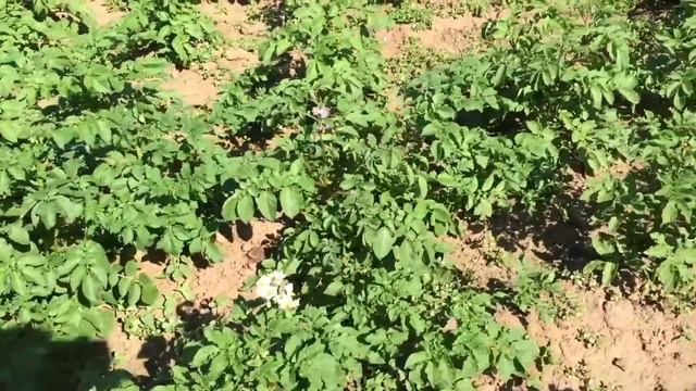 жизнь вне орхидей 39. МАМА. ДАЧА. КЛУБНИКА. ПИОНЫ. КЛЕМАТИС Уилл Гудвин смотреть онлайн