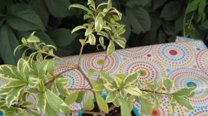 Редкие растения. Питтоспорум