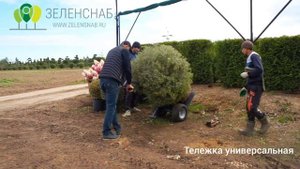 Обзор товаров. Тележка универсальная и Тележка для перевозки горшков