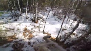 Попалось 2 волка за раз/ ОХОТА НА ВОЛКА В БУРЯТИИ