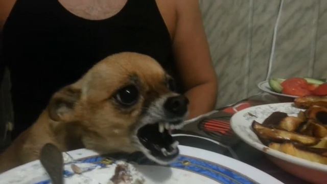 чихуахуа и курица смотреть онлайн