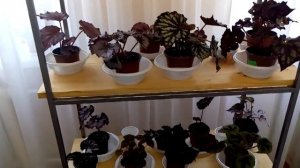 Комнатные цветы.Полка для цветов своими руками.