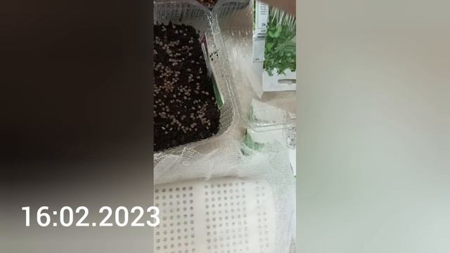 микрозелень в подставке для масла