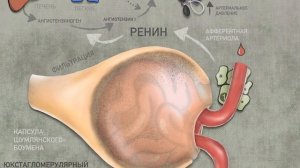 Юкстагломерулярный аппарат.