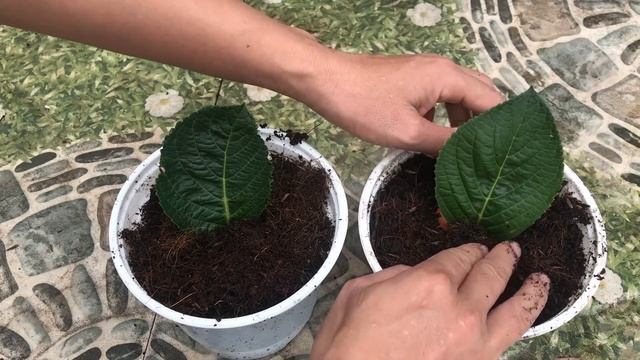 Effects of tomatoes with Hydrangea│Breeding Hydrangea смотреть онлайн