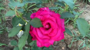 Parole is really prominent vivid pink and very fragrant Kordes rose in my Ukrainian garden