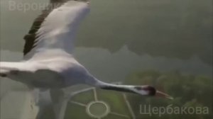 Клип на песню,, Взлетай"