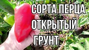 Урожай перца по сортам. 2022 год