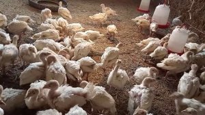 Помещение для индюшат.