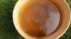 КЛЕМАТИСЫ. ПОДКОРМИТЕ ЭТИМ КОКТЕЙЛЕМ КЛЕМАТИСЫ В ОКТЯБРЕ ДЛЯ ОБИЛЬНОГО ЦВЕТЕНИЯ В СЛЕДУЮЩЕМ ГОДУ