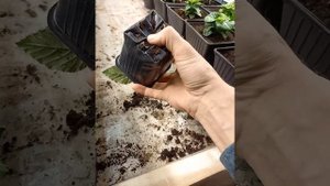 ежевика из корня Блек джем Сибирь, Барнаул