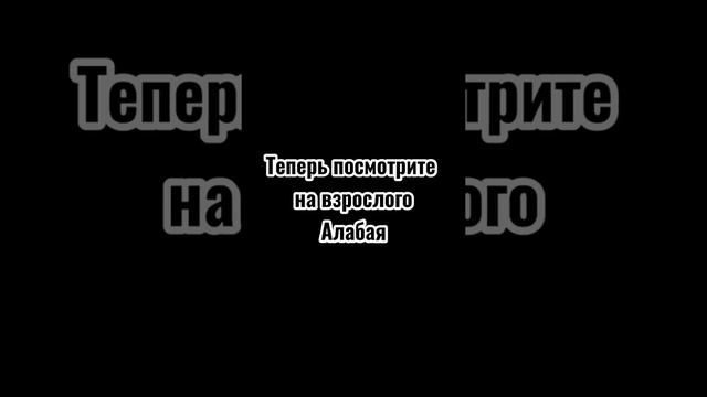 Вы когда-нибудь видели щенка алабая#рекомендации #dog #собака #алабай #сао #щенок #alabai #cao #pup