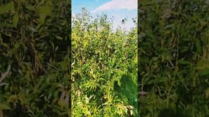 Озеро  И́льмень,Великий Новгород,