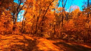 Березовые сны