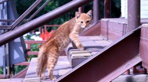 город Бикин. ПРОГУЛКА . АВГУСТ 2017