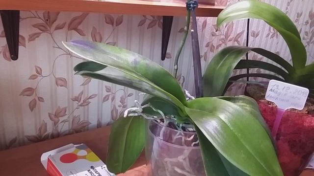 Зачем протирать листья орхидей с внутренней стороны? смотреть онлайн