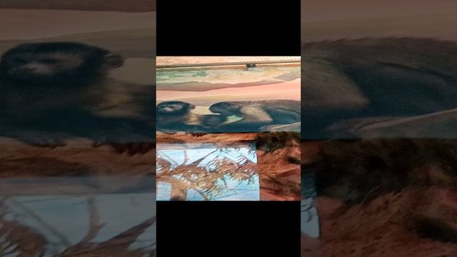 океанариум экзотариум тропическая амазонка сочи лазаревское лазаревка лазаревский краснодарский край