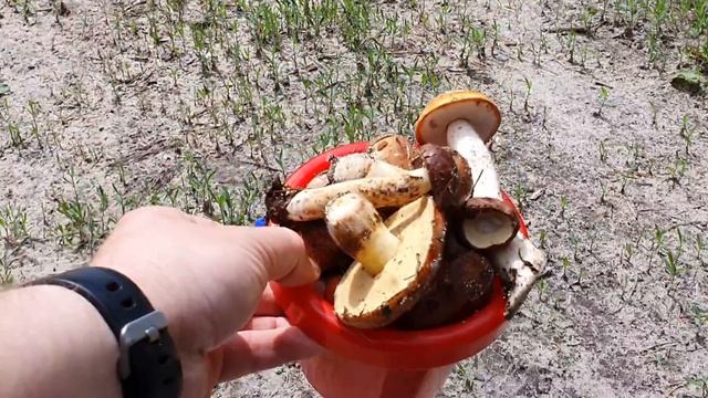 Грибы вёдрами!!!Как собирать грибы вёдрами!? смотреть онлайн