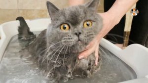 МОЕМ КОТА НЕВЗНАЧАЙ - 33 Котёнка Как Помыть Кота | How To Bathe the Cat 33 Kotenka