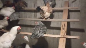 Как приучить кур спать на новом месте? Утки и гуси