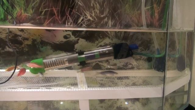 Нерест данио. Как разводить данио. Личный опыт смотреть онлайн