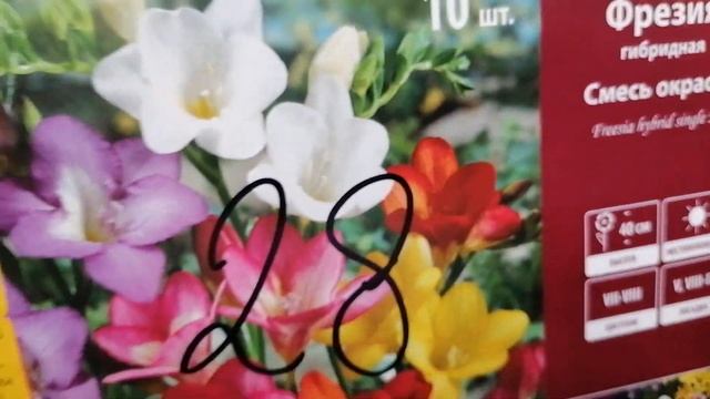 Распродажа! Луковичных цветов Нарциссы Тюльпаны.Успейте купить!Магазин ОБИ Дыбенко Санкт -Петербург смотреть онлайн