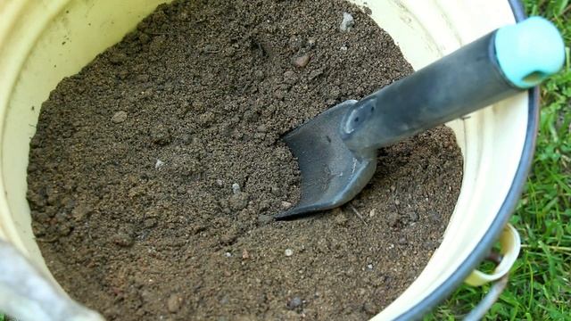 Размножение роз зелеными черенками. Первая зимовка. Результаты смотреть онлайн