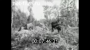 1972г. Печоро- Илычский заповедник. лосеферма. Коми