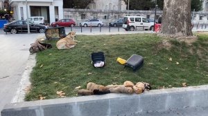 Турецкий Завтрак за 5?с самым потрясающим видом на Босфор в Стамбуле Ноябрь 2022 (ГалатаПорт)