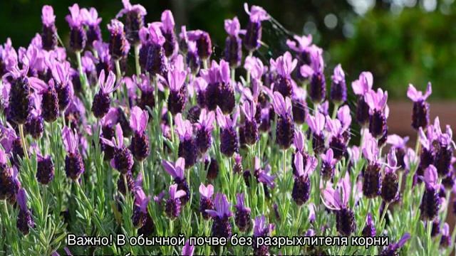 Лаванда — посадка и уход в открытом грунте