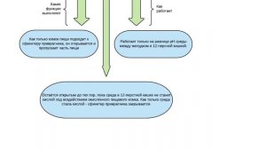 Раздельное питание. Почему оно не подходит для всех?