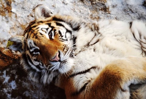 В Приморье фотоловушка запечатлела «поцелуй» тигрицы