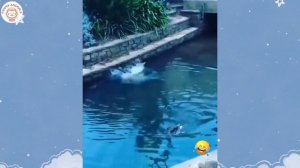 Самые смешные видео с животными 😂 Веселые клипы с животными, которые сделают ваш день лучше 😺🐶