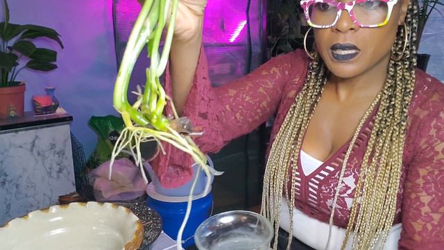 Let's Repot! смотреть онлайн