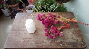 Gomphrena Seeds GERMINATION, COLLECTION, STORE// Gomphrena Flower