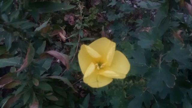 летом на даче, наблюдали такое прекрасное явление, раскрытие лунника))) смотреть онлайн