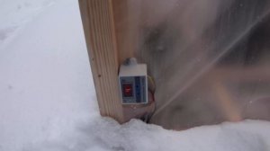 Укрытие пальмы Трахикарпус или веерная пальма на зиму, зона 6Б.