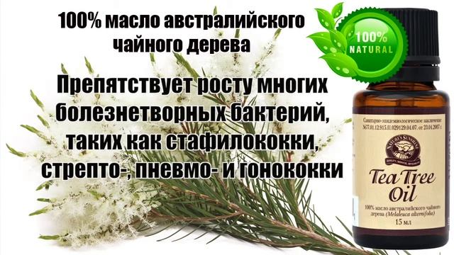 Чайное дерево австралийское ★ 100 процентное масло чайного дерева, применение, полезные свойства смотреть онлайн