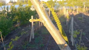 Орех Сердцевидный,первое цветение из сеянца